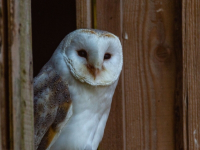 Kerkuil - De Zonnegloed - Dierenpark - Dieren opvangcentrum - Sanctuary